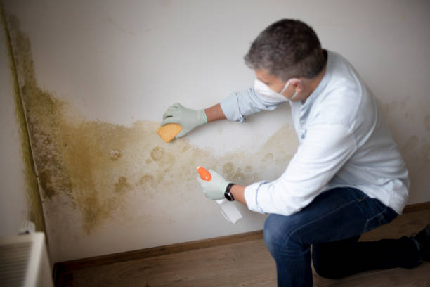 Best Basement Mold Removal  in Bottineau, ND